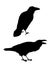 Couple of realistic ravens sitting.Monochrome vector illustration of black silhouettes of smart birds Corvus Corax