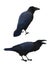 Couple of realistic ravens sitting. Vector illustration of smart birds Corvus Corax in hand drawn realistic style