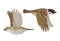 Couple of realistic sparrows flying. Vector illustration of little birds sparrows in hand drawn realistic style isolated