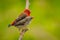 Couple of Red Avadavat(Amandava amandava)