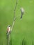 Couple of red-backed shrikes sitting on a withered wild carrot