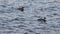 Couple of Red-breasted mergansers Mergus serrator ducks swimming on sea water surface. Wild diving ducks in nature.