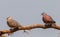 Couple of Red collared dove