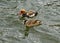 Couple of Red-crested Pochard ducks