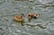 Couple of Red-crested Pochard ducks