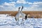 A couple of red-crowned cranes chirping in winter.