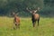 Couple of red deer approaching on meadow in mating season