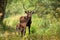 Couple red deer kissing in forest in summer nature