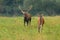 Couple of red deer running on meadow in rutting season