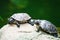 Couple of red-eared sliders on rock by pond on green water natural background. Turtle wildlife. Close up view