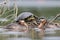 A couple of red-necked grebes trying to chase away a turtle from there nest in the centre of Berlin Germany.