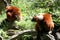 A couple of red ruffed lemur monkeys