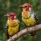 Couple of red and yellow barbet