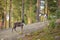 A couple of reindeer on gravel road on Northern Sweden