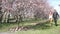 Couple relaxing in cherry trees park at sunny day