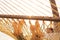 Couple relaxing in tropical hammock