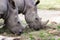 Couple rhino grazing on grass field