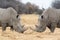 Couple of Rhinoceros heads down.