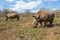 Couple of rhinos at Hluhluwe-Umfolozi