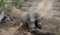 Couple of rhinos â€“ South Africa