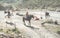 Couple riding horses starting from ranch with their dogs following them - Happy people having fun on summer day - Tour, excursion