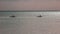 Couple riding kanu on the water, Dunsborough, Western Australia