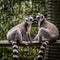 Couple of ring tailed lemurs sitting face to face and kissing