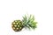 couple ripe pineapple on white background healthy pineapple fruit food isolated