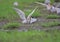 Couple of river tern bird