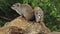 A Couple Of Rock Hyrax, Cape Hyrax Resting On Top Of The Rock In Sosian Lodge In Kenya.- closeup sh