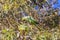 A couple of Rose-ringed Parakeet (Psittacula krameri)