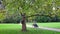 Couple in Royal Baths Park in Warsaw, Poland