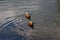 Couple of the ruddy shelducks swimming in the pond