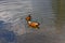 Couple of the ruddy shelducks swimming in the pond