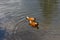 Couple of the ruddy shelducks swimming in the pond