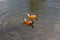 Couple of the ruddy shelducks swimming in the pond