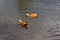 Couple of the ruddy shelducks swimming in the pond