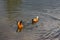 Couple of the ruddy shelducks swimming in the pond