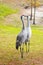 Couple Sandhill Crane, florida, USA