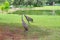 Couple Sandhill Crane, florida, USA