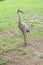 Couple Sandhill Crane, florida, USA