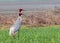 A couple of Saras Crane in field