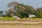 A couple of sarus crane in the field