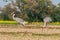 A couple of sarus crane in the field