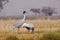 Couple of sarus cranes