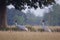 Couple of sarus cranes standing in the grass at Bardia, Terai, Nepal