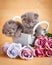 Couple Scottish Fold Cats in decorative wooden box near bouquet of flowers. Picture for a calendar with cats