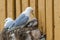 Couple of seagulls with a chick