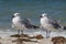Couple: seagulls in the sea