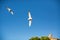 Couple of seagulls in the sky above the seaside city. Porto